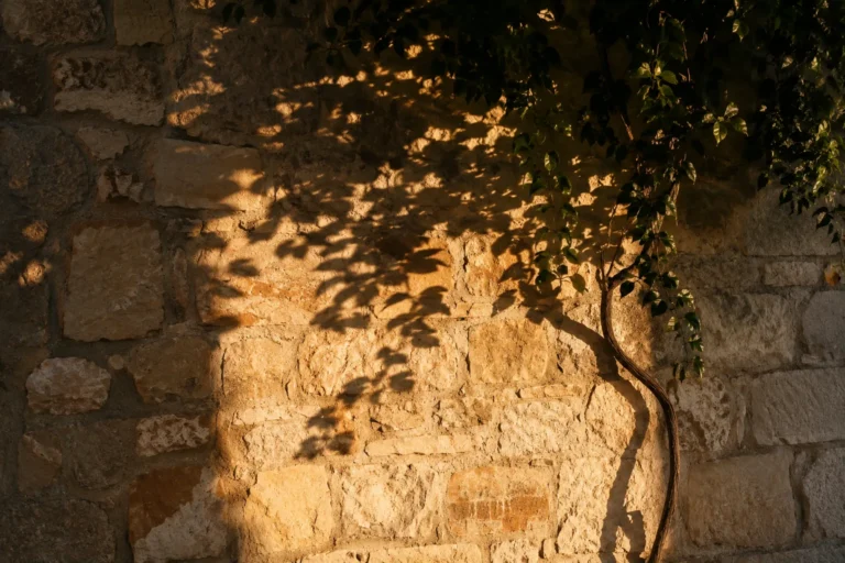 Sombra sinuosa de um cipó projetada sobre muro de pedra rústica ao entardecer, representando o significado de sonhar com cobra preta