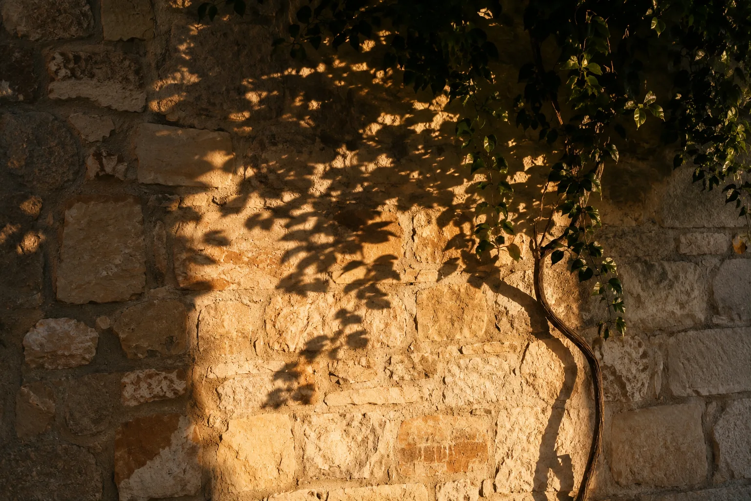 Sombra sinuosa de um cipó projetada sobre muro de pedra rústica ao entardecer, representando o significado de sonhar com cobra preta