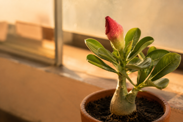 Botão de flor desabrochando ao amanhecer, símbolo de novo começo