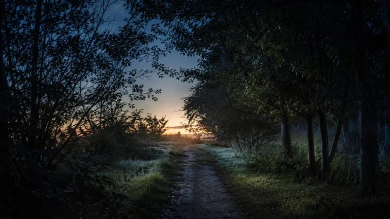Caminho escuro entre árvores com a luz suave do amanhecer surgindo ao fundo.