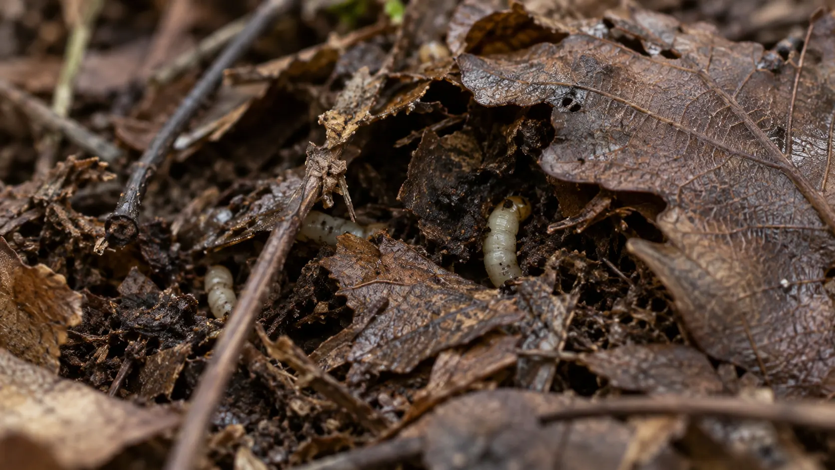 Pequenas larvas entre folhas secas no solo.